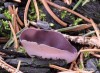 řasnatka fialová (Houby), Peziza subviolacea (Fungi)